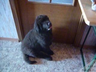 Фото: ньюфаундленд Фанньюф Ура Я с Вами