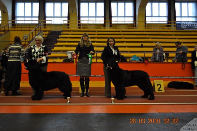 Фото: ньюфаундленд Captain Crush Logrus, Ольга Гордеева, ньюфаундленд Zara Clark Zvezdnij Dar