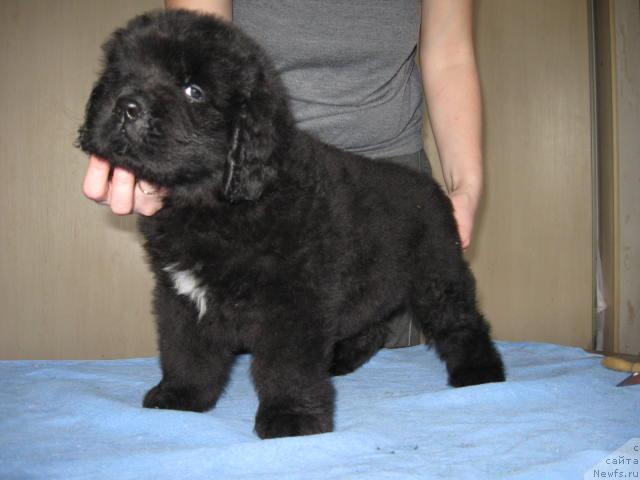 Фото: ньюфаундленд Мэджестик Гудсоул Найси Фою