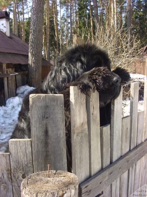 Фото: ньюфаундленд Акин Соул София