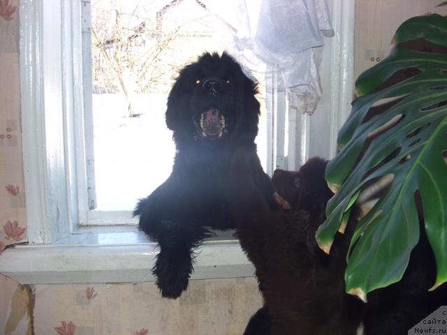 Фото: ньюфаундленд Акин Соул София