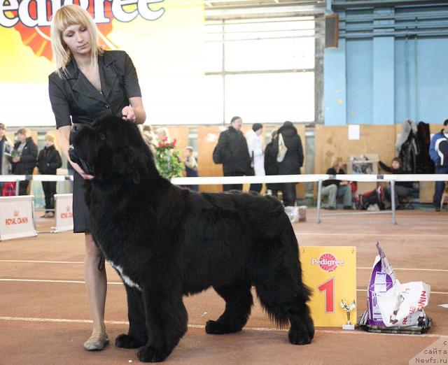 Фото: ньюфаундленд Супер Бизон Армани (Super Bizon Armani)