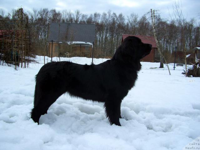 Фото: ньюфаундленд Плюшевая Панда Пленительная Далида