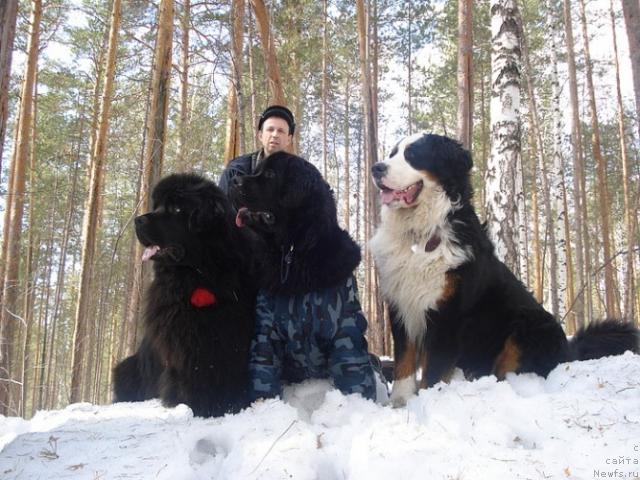 Фото: ньюфаундленд Капитан Ньюфорт, [d7823] и компания!