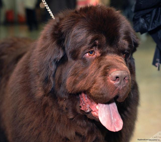 Фото: ньюфаундленд Супер Премиум Бест Бэлжен Ригардс (Super Premium Best Belzhen Regards)