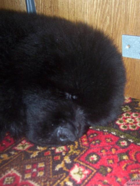 Фото: ньюфаундленд Уютная Долина Артер Норд