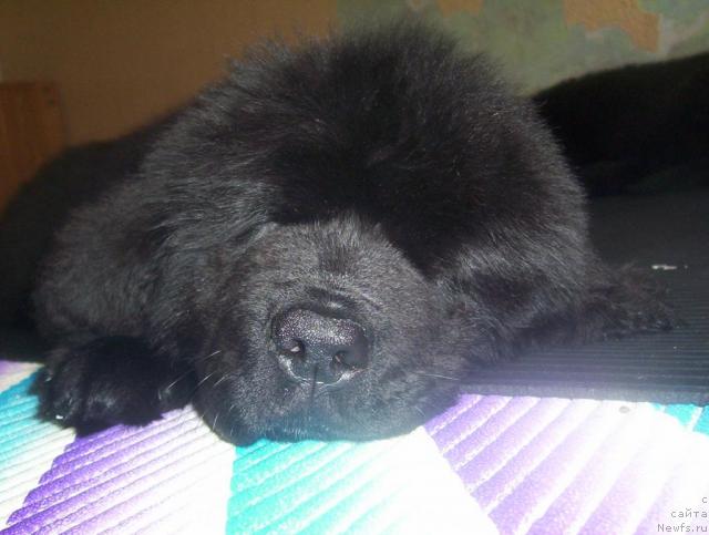 Фото: ньюфаундленд Уютная Долина Адальбьерг Констанс