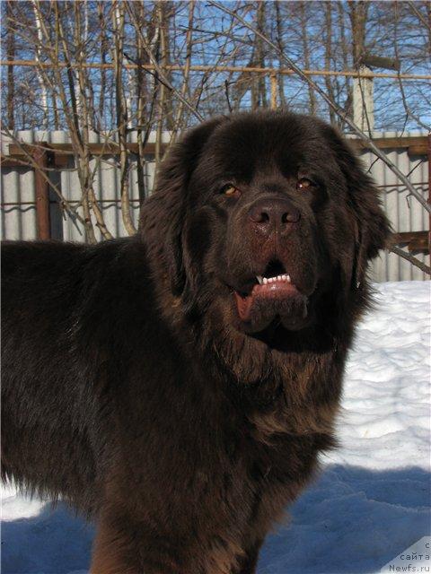 Фото: ньюфаундленд Аристократ от Рафаэллы