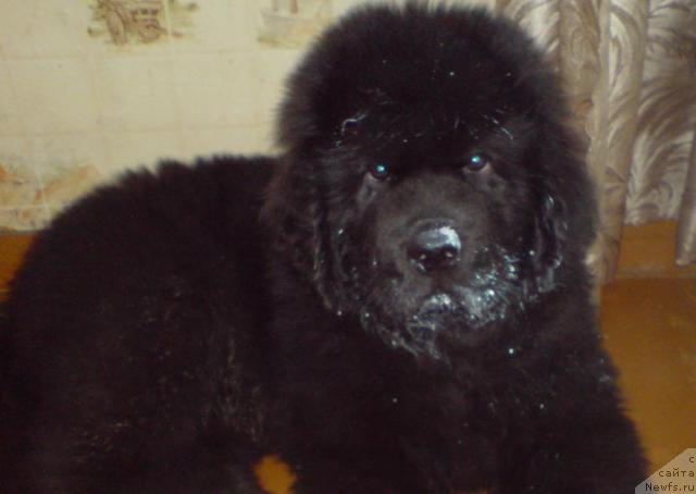 Фото: ньюфаундленд Уютная Долина Андрос Гриф