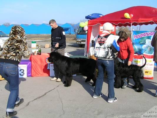 Фото: ньюфаундленд Его Высочество от Сибирского Медведя (Ego Vysochestvo ot Sibirskogo Medvedja)