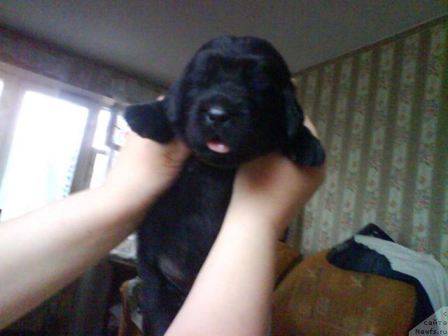 Фото: ньюфаундленд Севертан Унга