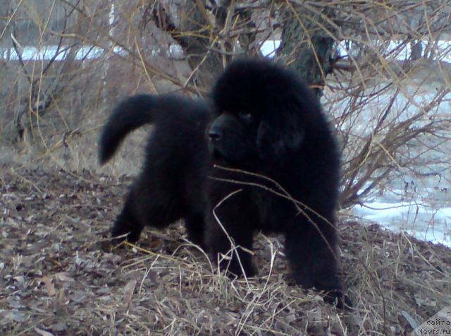 Фото: ньюфаундленд Уютная Долина Андрос Гриф