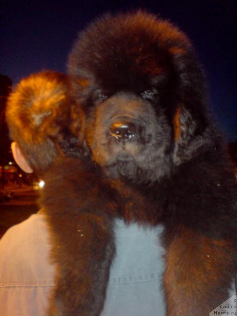 Фото: ньюфаундленд Уютная Долина Андрос Гриф