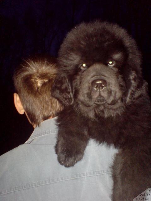 Фото: ньюфаундленд Уютная Долина Андрос Гриф