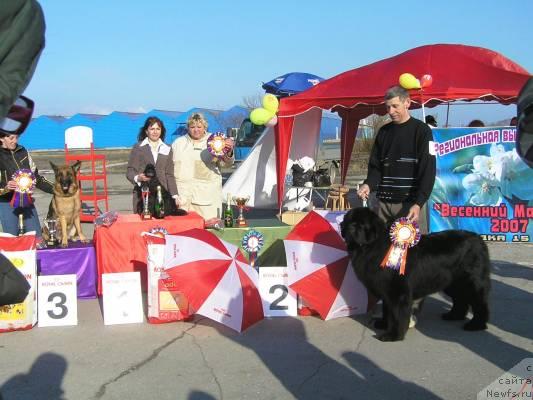 Фото: ньюфаундленд Его Высочество от Сибирского Медведя (Ego Vysochestvo ot Sibirskogo Medvedja)