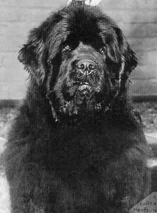 Фото: ньюфаундленд Pouch Cove's Antares Fanfare