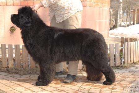 Фото: ньюфаундленд Сент Джонс Роуз фо Ми (Sent Djons Rose for Me)