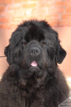 Фото: ньюфаундленд Сент Джонс Роуз фо Ми (Sent Djons Rose for Me)