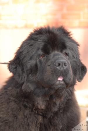 Фото: ньюфаундленд Сент Джонс Роуз фо Ми (Sent Djons Rose for Me)