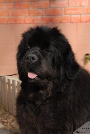 Фото: ньюфаундленд Сент Джонс Роуз фо Ми (Sent Djons Rose for Me)