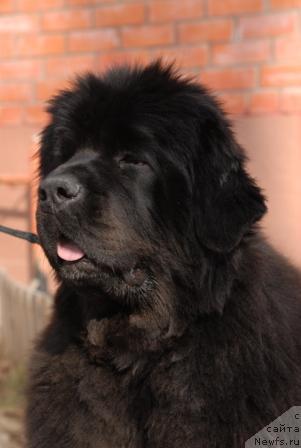 Фото: ньюфаундленд Сент Джонс Роуз фо Ми (Sent Djons Rose for Me)