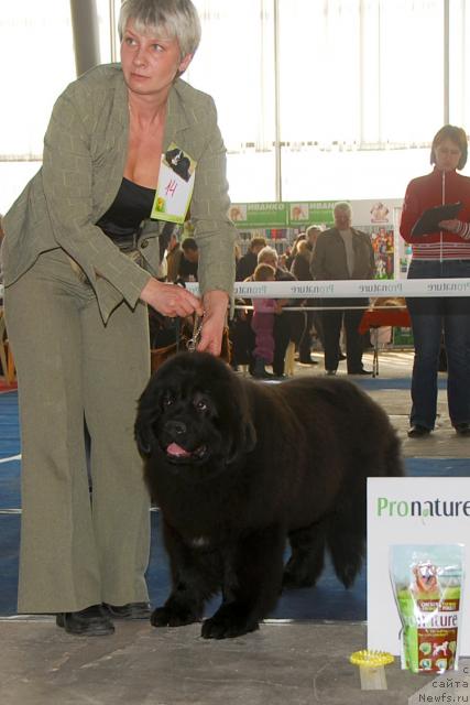 Фото: ньюфаундленд Потап Я