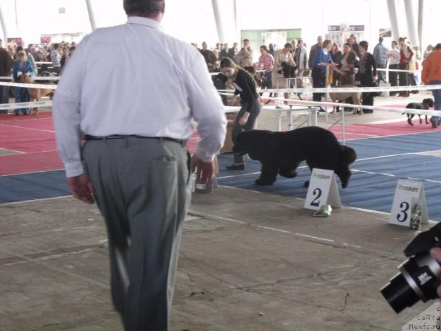 Фото: ньюфаундленд Топтыжка Сокровенная Мечта