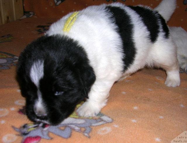 Фото: ньюфаундленд Плюшевая Панда Леди Гамильтон