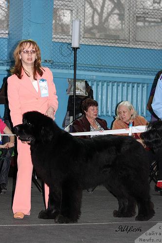 Фото: ньюфаундленд Дар Свезы Андеграунд Шоколада (Dar Svezy Andegraund Shokolada), Оксана Головина