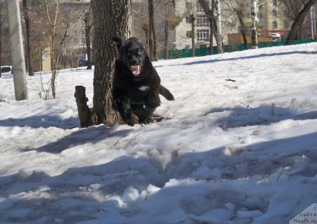 Фото: ньюфаундленд Супер Премиум Елисейская Поляна