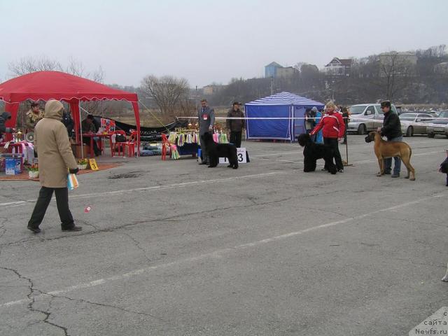 Фото: ньюфаундленд Интерио Соури из Медвежьего Яра (Interio Souri iz Medvejyego Yara), Юрий Рахтиенко