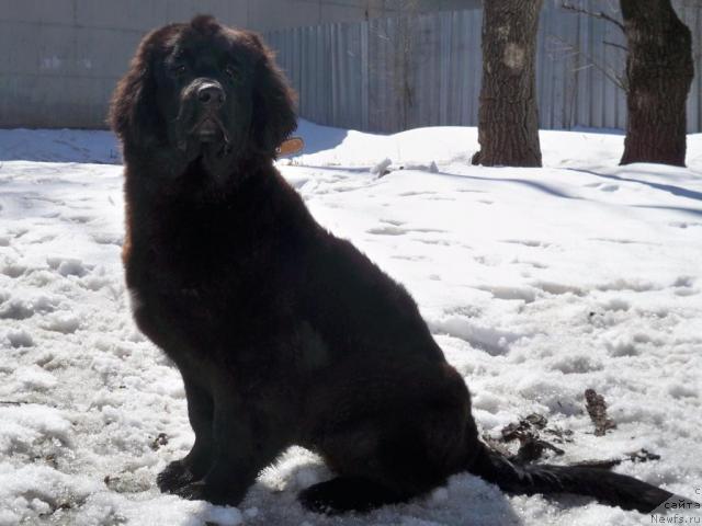 Фото: ньюфаундленд Супер Премиум Елисейская Поляна