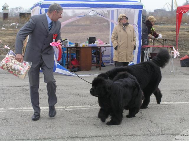 Фото: ньюфаундленд Интерио Соури из Медвежьего Яра (Interio Souri iz Medvejyego Yara), ньюфаундленд Его Высочество от Сибирского Медведя (Ego Vysochestvo ot Sibirskogo Medvedja), Юрий Рахтиенко
