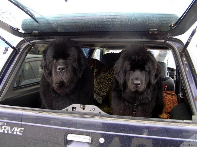 Фото: ньюфаундленд Интерио Соури из Медвежьего Яра (Interio Souri iz Medvejyego Yara), ньюфаундленд Его Высочество от Сибирского Медведя (Ego Vysochestvo ot Sibirskogo Medvedja)