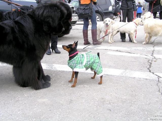Фото: ньюфаундленд Интерио Соури из Медвежьего Яра (Interio Souri iz Medvejyego Yara), ньюфаундленд Его Высочество от Сибирского Медведя (Ego Vysochestvo ot Sibirskogo Medvedja)