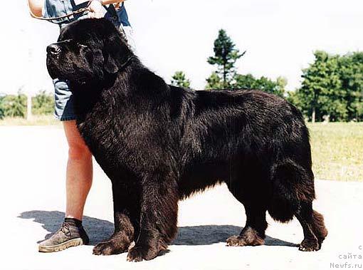 Фото: ньюфаундленд Смигар Олдайв (Smigar Oldaiv)