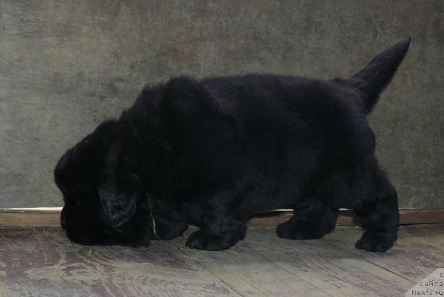 Фото: ньюфаундленд Пчёлкин Дом Дикая Орхидея (Pchiolkin Dom Dikaya Orhideya)