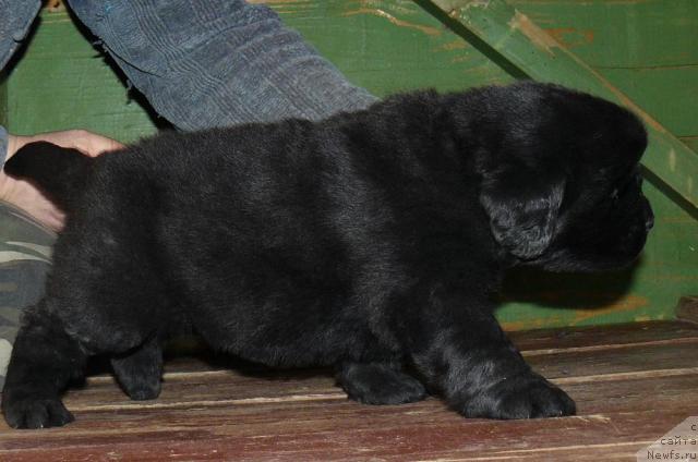 Фото: ньюфаундленд Пчёлкин Дом Дикая Орхидея (Pchiolkin Dom Dikaya Orhideya)