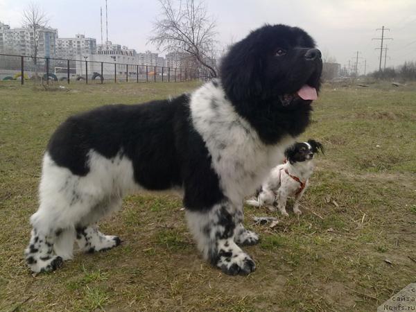 Фото: ньюфаундленд Плюшевая Панда Стиль-Санкт-Петербурга