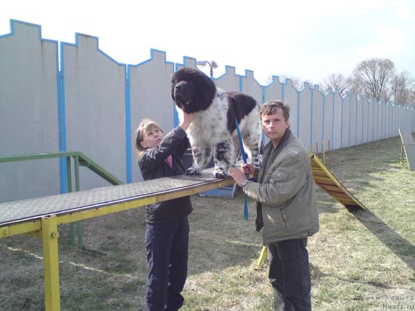 Фото: ньюфаундленд Плюшевая Панда Стиль-Санкт-Петербурга