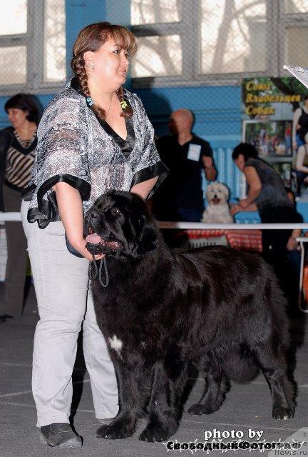 Фото: ньюфаундленд Лав Стори из Тихого Омута (Love Story iz Tihogo Omuta)