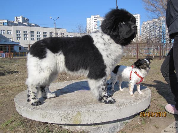 Фото: ньюфаундленд Плюшевая Панда Стиль-Санкт-Петербурга