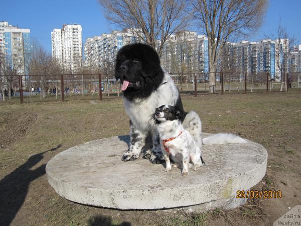 Фото: ньюфаундленд Плюшевая Панда Стиль-Санкт-Петербурга