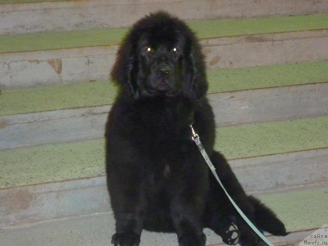 Фото: ньюфаундленд Анабель Голден Хёт Бэль Кане