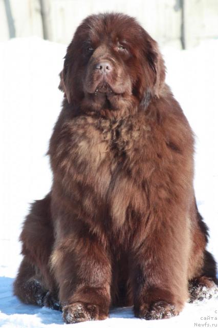 Фото: ньюфаундленд Мега Стар из Аркаима