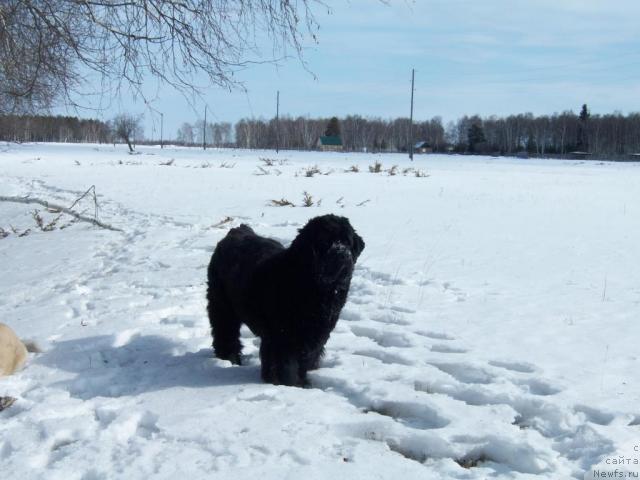 Фото: ньюфаундленд Ярада из Сибирской Глубинки (Yarada iz Sibirskoy Glubinki)