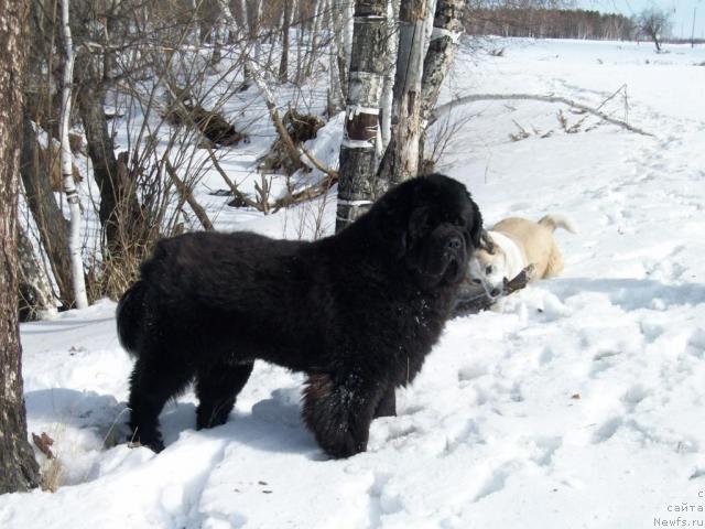 Фото: ньюфаундленд Карат из Медвежьего Яра (Karat iz Medvejyego Yara)