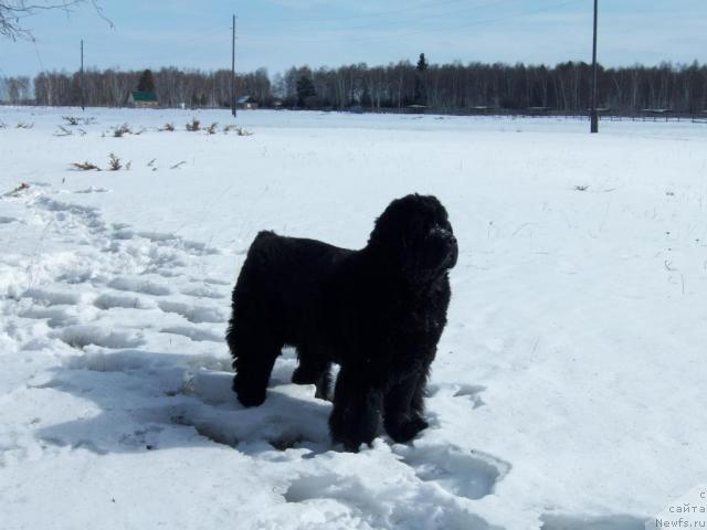 Фото: ньюфаундленд Ярада из Сибирской Глубинки (Yarada iz Sibirskoy Glubinki)