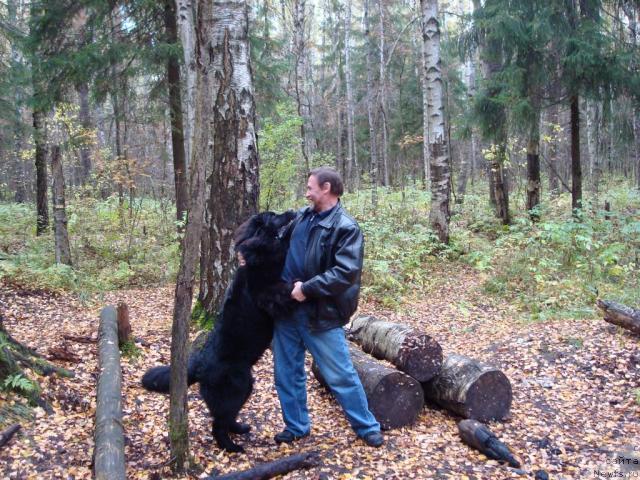 Фото: ньюфаундленд Смигар Дар Божий
