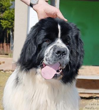 Фото: ньюфаундленд Сент Джонс Парад Планет